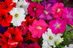 Petunia ‘Colour Parade’ 4″ Pot