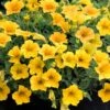 Petunia Supertunia Vista® ‘Yellow’ 6″ Pot