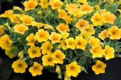 Petunia Supertunia Vista® ‘Yellow’ 6″ Pot