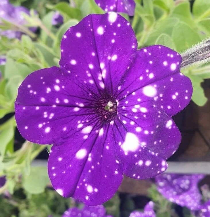 Petunia ‘Night Sky’ 6″ Pot 6 Petunia ‘Night Sky’ 6″ Pot - Image 4