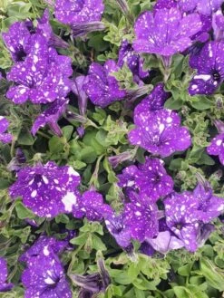 Petunia ‘Night Sky’ 6″ Pot 11 Petunia ‘Night Sky’ 6″ Pot -Planters Shop Petunia night sky