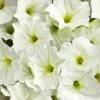 Petunia Supertunia® ‘White Charm’ 6″ Pot 2 Petunia Supertunia® ‘White Charm’ 6″ Pot -Planters Shop Petunia supertunia white charm 2