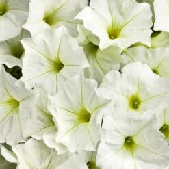 Petunia Supertunia® ‘White Charm’ 6″ Pot