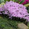Phlox ‘Pink And White Stripe’ 6″ Pot 1 Phlox ‘Pink And White Stripe’ 6″ Pot -Planters Shop Phlox subulata Pink and white Creeping Mountain Phlox flowering