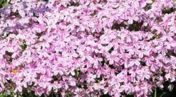 Phlox ‘Pink And White Stripe’ 6″ Pot 7 Phlox ‘Pink And White Stripe’ 6″ Pot -Planters Shop Phlox subulata Pink and white Creeping Mountain Phlox flowering close up