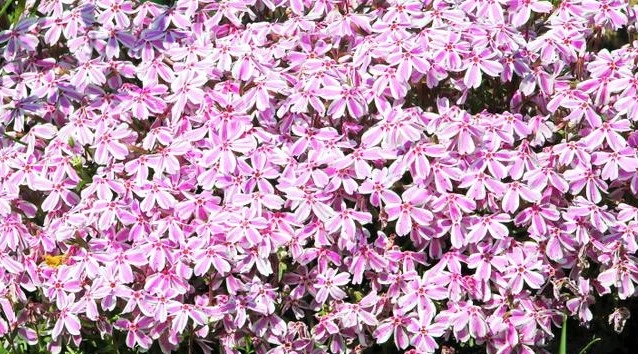 Phlox ‘Pink And White Stripe’ 6″ Pot 5 Phlox ‘Pink And White Stripe’ 6″ Pot - Image 3