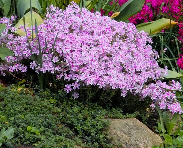 Phlox ‘Pink And White Stripe’ 6″ Pot 3 Phlox ‘Pink And White Stripe’ 6″ Pot