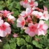 Geranium ‘Maverick Star’ 6″ Pot 2 Geranium ‘Maverick Star’ 6″ Pot -Planters Shop Pink White Geranium
