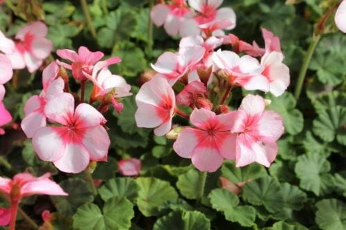 Geranium ‘Maverick Star’ 6″ Pot 3 Geranium ‘Maverick Star’ 6″ Pot