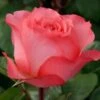 Rose ‘Pink Panther’ 2ft Standard 2 Rose ‘Pink Panther’ 2ft Standard -Planters Shop Pink panther