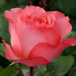 Rose ‘Pink Panther’ 2ft Standard