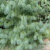 Pinus ‘Bhutan Pine’ 1 Pinus ‘Bhutan Pine’ -Planters Shop Pinus wallichiana Bhutan Pine or Himalayan Pine