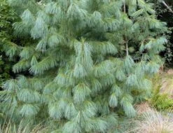 Pinus ‘Bhutan Pine’