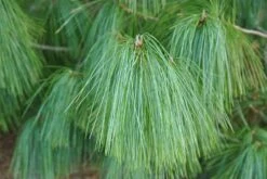 Pinus ‘Bhutan Pine’ -Planters Shop Pinus wallichiana Himalayan Pine 2