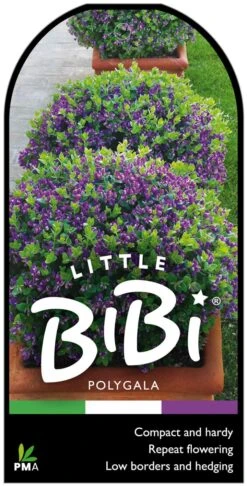 Polygala ‘Little Bibi®’ 9 Polygala ‘Little Bibi®’ -Planters Shop Polygala Little Bibi