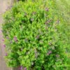 Polygala ‘Little Bibi®’ 2 Polygala ‘Little Bibi®’ -Planters Shop Polygala myrtifolia oppositifolia Little Bibi Dwarf Sweet Pea Shrub