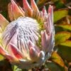 Protea ‘Pink Crown’ 2 Protea ‘Pink Crown’ -Planters Shop Protea Pink Crown
