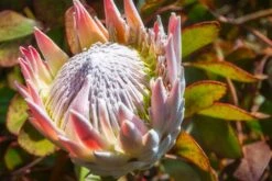 Protea ‘Pink Crown’