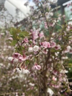 Prunus ‘Kojo No Mai’ Ornamental Cherry 1.2m Standard 12″ Pot 7 Prunus ‘Kojo No Mai’ Ornamental Cherry 1.2m Standard 12″ Pot -Planters Shop Prunus incisa Kojo No Mai Ornamental Fuji flowering cherry blossom scaled 1