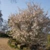 Prunus ‘Kojo No Mai’ Ornamental Cherry