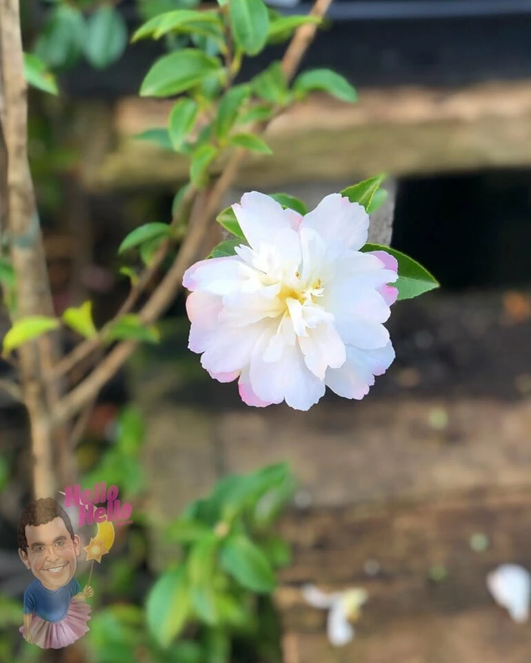 Camellia Sasanqua ‘Pure Silk’ 4 Camellia Sasanqua ‘Pure Silk’ - Image 2