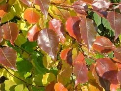 Pyrus ‘Manchurian’ Ornamental Pear -Planters Shop Pyrus Manchurian Pear leaves2