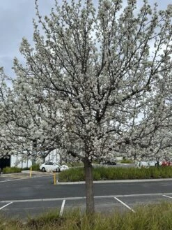 Pyrus ‘Manchurian’ Ornamental Pear -Planters Shop Pyrus Ussuriensis Manchurian Ornamental Pear tree in winter blooming white flowering scaled 1