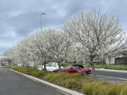Pyrus ‘Manchurian’ Ornamental Pear -Planters Shop Pyrus Ussuriensis Manchurian Ornamental Pears in a row in winter blooming white flowering scaled 1