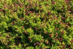 Rhagodia ‘Seaberry Saltbush’ 6″ Pot