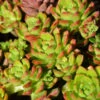 Sedeveria ‘Lety’s Sedeveria’ Succulent 6″ Pot 1 Sedeveria ‘Lety’s Sedeveria’ Succulent 6″ Pot -Planters Shop Sedeveria letizia