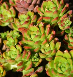 Sedeveria ‘Lety’s Sedeveria’ Succulent 6″ Pot