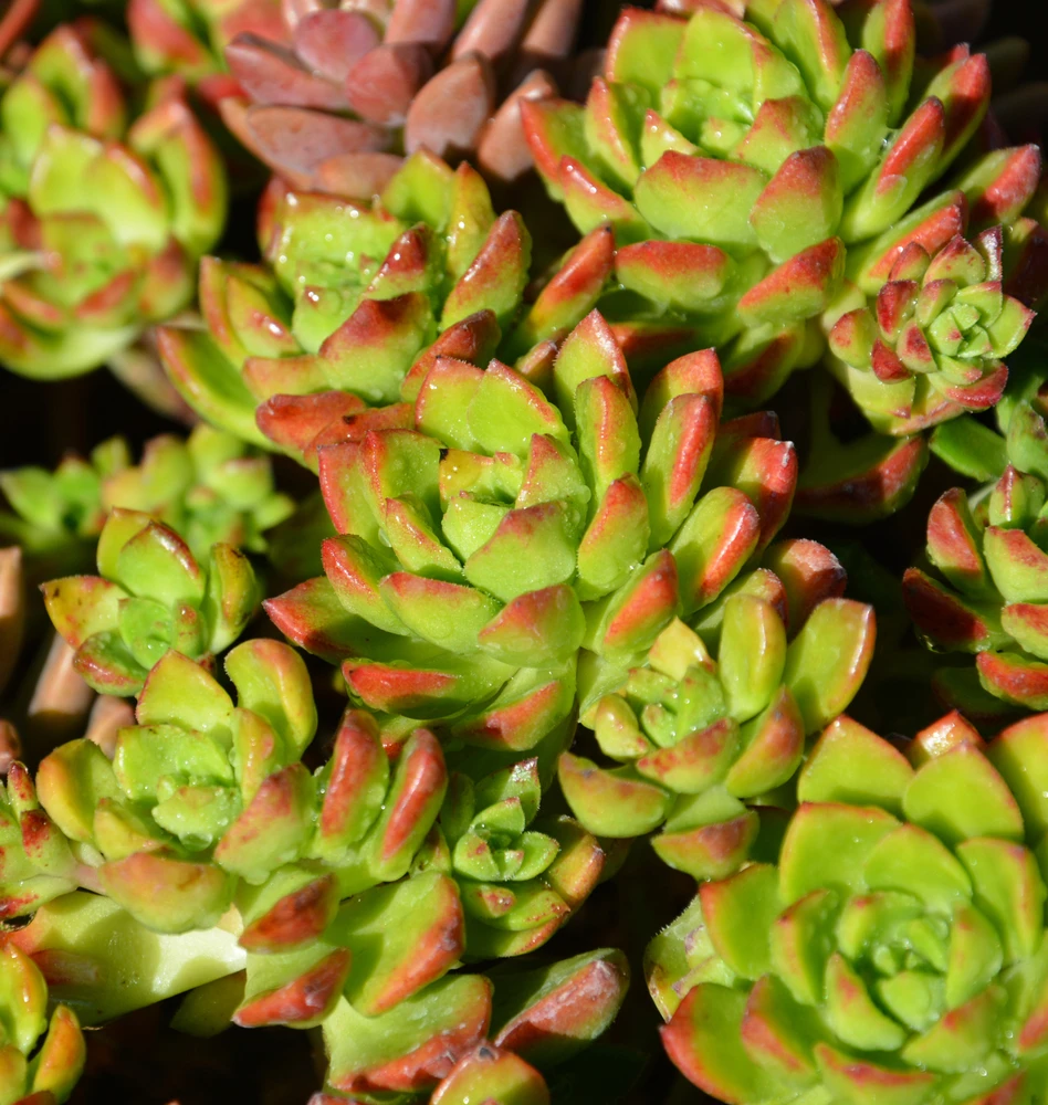 Sedeveria ‘Lety’s Sedeveria’ Succulent 6″ Pot 3 Sedeveria ‘Lety’s Sedeveria’ Succulent 6″ Pot