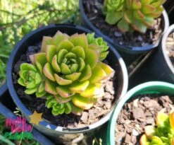 Sedeveria ‘Lety’s Sedeveria’ Succulent 6″ Pot 7 Sedeveria ‘Lety’s Sedeveria’ Succulent 6″ Pot -Planters Shop Sedeveria letizia Letys Sedeveria Succulent 6inch Pots