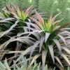 Yucca Desmetiana ‘Soft Leaf Yucca’ 2 Yucca Desmetiana ‘Soft Leaf Yucca’ -Planters Shop Soft Leaf Yucca