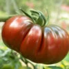 Tomato ‘Red Russian’ 4″ Pot -Planters Shop Solanum lycopersicum Tomato Lycopersicon esculentum Tomato Red Russian