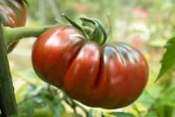 Tomato ‘Red Russian’ 4″ Pot
