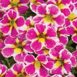 Calibrachoa Superbells® ‘Holy Cow!™’ 6″ Pot