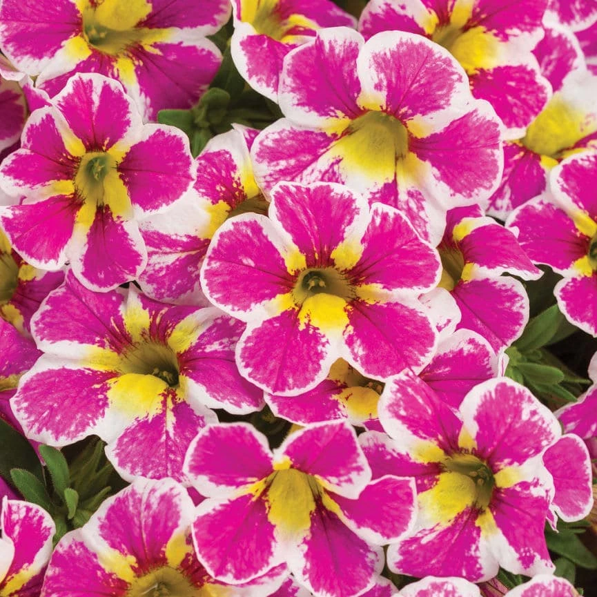 Calibrachoa Superbells® ‘Holy Cow!™’ 6″ Pot 3 Calibrachoa Superbells® ‘Holy Cow!™’ 6″ Pot