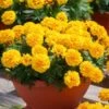 Tagetes ‘African Queen’ Marigold 4″ Pot 2 Tagetes ‘African Queen’ Marigold 4″ Pot -Planters Shop Tagetes Marigold Africaan Queen