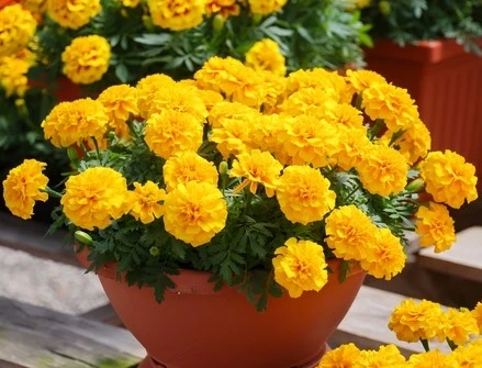 Tagetes ‘African Queen’ Marigold 4″ Pot 3 Tagetes ‘African Queen’ Marigold 4″ Pot