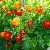 Tagetes ‘Safari Mix’ Marigold 4″ Pot