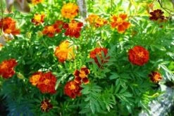Tagetes ‘Safari Mix’ Marigold 4″ Pot