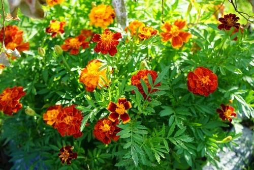 Tagetes ‘Safari Mix’ Marigold 4″ Pot 3 Tagetes ‘Safari Mix’ Marigold 4″ Pot