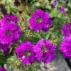 Verbena ‘Cadet™’ Purple 6″ Pot