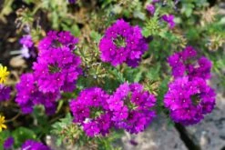 Verbena ‘Cadet™’ Purple 6″ Pot