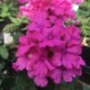 Verbena ‘Vanessa Deep Pink’ 6″ Pot