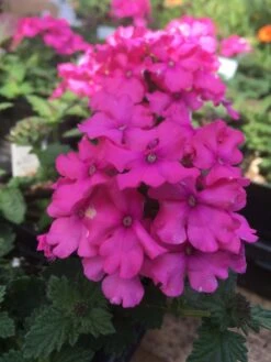 Verbena ‘Vanessa Deep Pink’ 6″ Pot