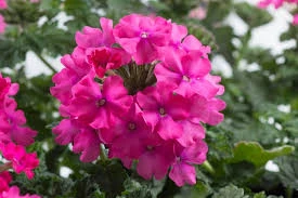 Verbena ‘Vanessa Deep Pink’ 6″ Pot 4 Verbena ‘Vanessa Deep Pink’ 6″ Pot - Image 2