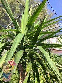 Yucca Elephantipes ‘Stick Yucca’ 8 Yucca Elephantipes ‘Stick Yucca’ -Planters Shop Yucca