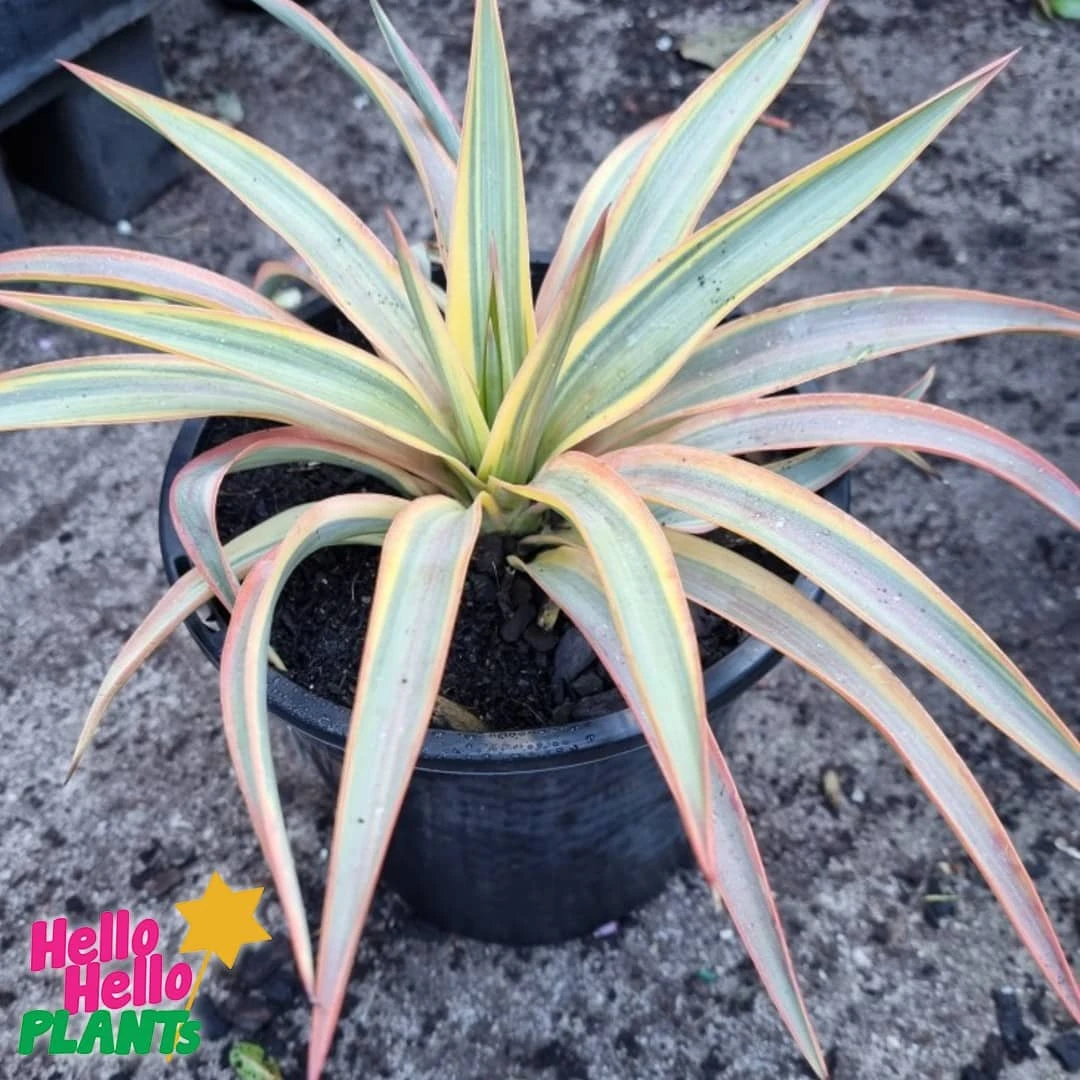 Yucca ‘Citrus Twist’ 8″ Pot 4 Yucca ‘Citrus Twist’ 8″ Pot - Image 2